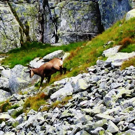 招待所 Alfa Tatry